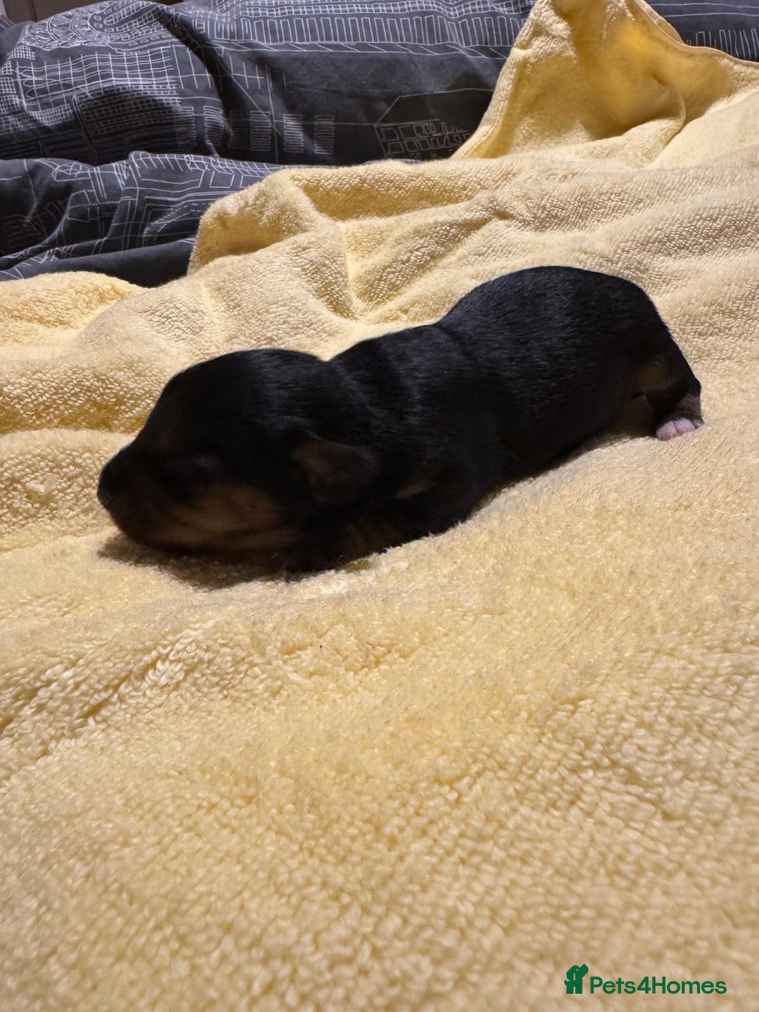 Mixed Breed dogs for sale: Dachshund x Chorkie - Image 3