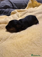 Mixed Breed dogs - Advert 7