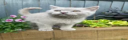 British Shorthair cats for sale: Last boy GCCF 🏆 pedigree British shorthair kitten - Advert 4