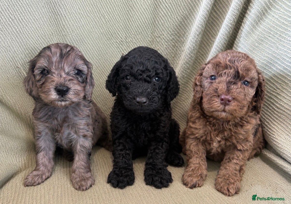 Cockapoo dogs Stunning F1b cockapoos  - Advert 10