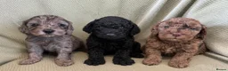 Cockapoo dogs for sale: Stunning F1b cockapoos  - Advert 2