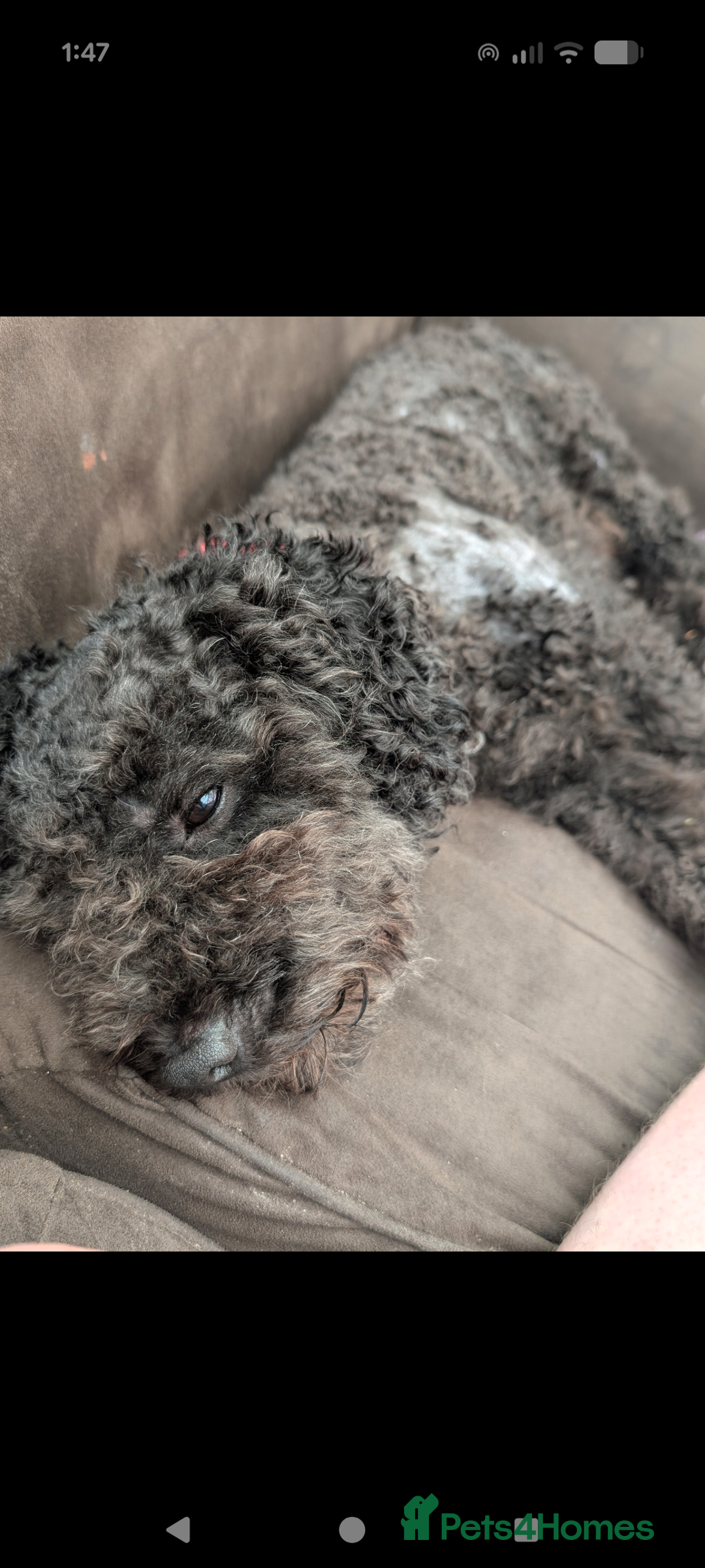 Poochon dogs for sale: 2 year old poochon boy in need of forever home  - Image 12