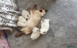 Ragdoll cats for sale: 5 fully seal point ragdoll kittens  - Image 22