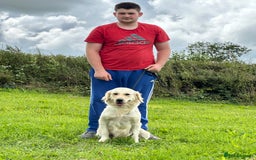 Golden Retriever dogs for sale: (Rain) Beautiful adult golden retriever for sale  - Image 4