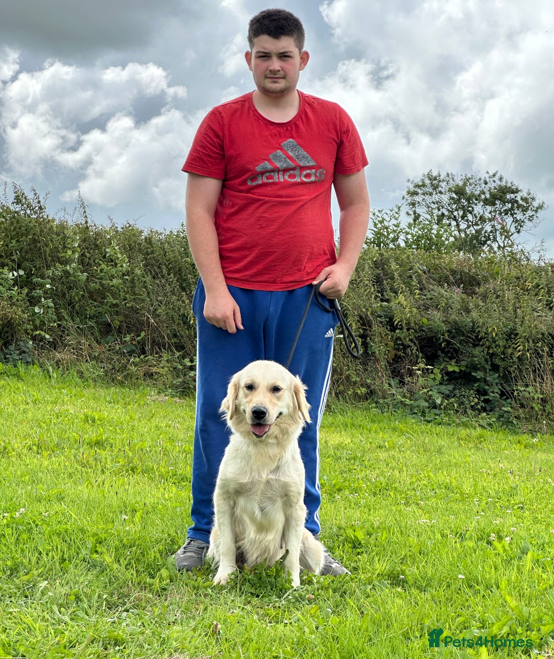 Golden Retriever dogs for sale: (Rain) Beautiful adult golden retriever for sale  - Image 4