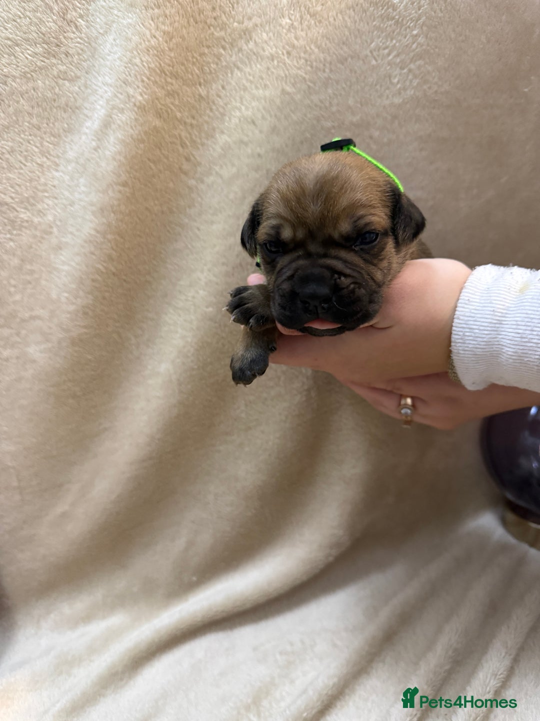 Cane Corso dogs for sale: ICF/ICCF Champion 6th GENERATION Cane Corso pups - Advert 4