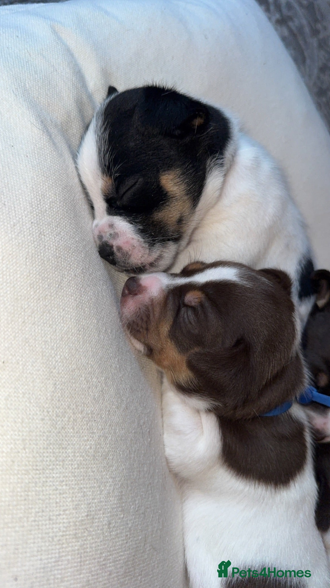 Jack Russell dogs Jack Russel.. Ready 26th sept! - Advert 4