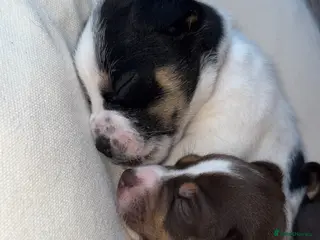 Jack Russell dogs Jack Russel.. Ready 26th sept! - Advert 4