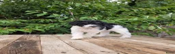 Standard Poodle dogs for sale: Parti Colour Fox Terrier x Standard Poodle Pups - Advert 29