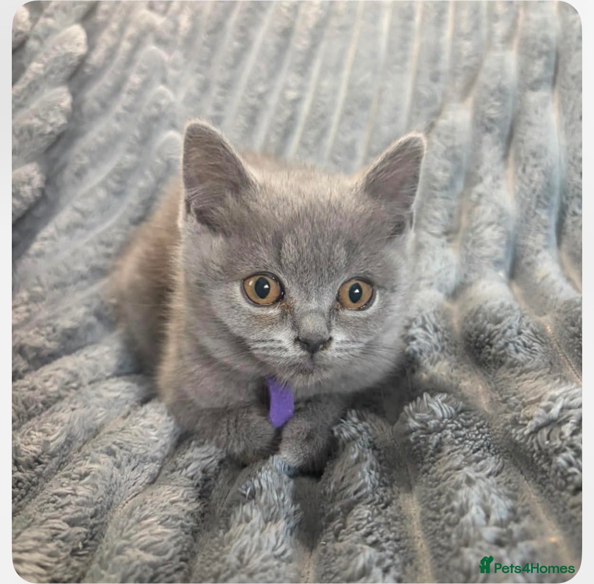 British Shorthair cats 5 Beautiful Pure British Shorthair kittens  - Advert 2