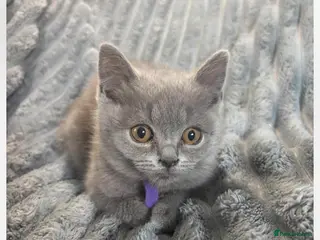 British Shorthair cats 5 Beautiful Pure British Shorthair kittens - Advert 2