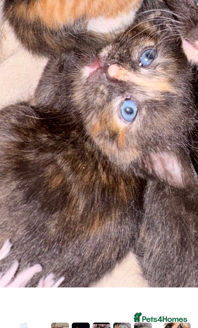 Mixed Breed cats 5 beautiful fluffy babies  - Advert 7