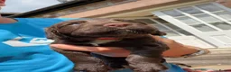 Sprocker dogs for sale: Sprocker Pups - Advert 6