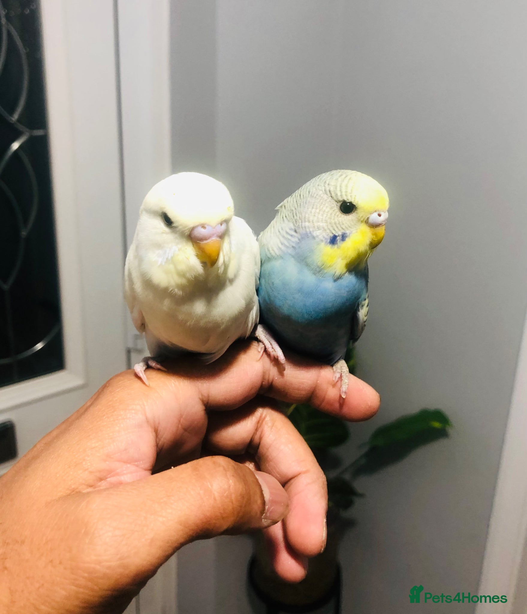 Budgerigars birds Beautiful Baby Budgies for sale. - Advert 2