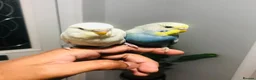 Budgerigars birds for sale: Beautiful Baby Budgies for sale. - Advert 2