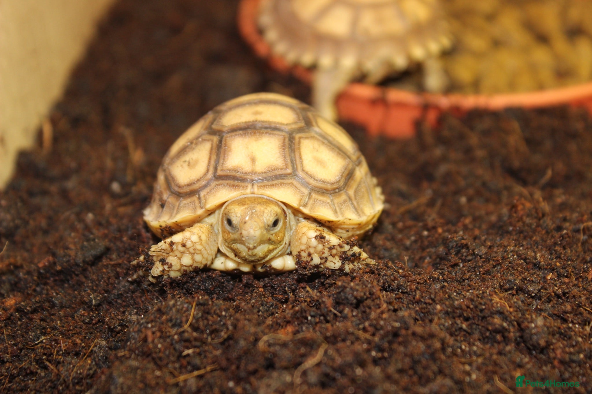 Tortoise reptiles Baby Sulcata Hatchlings & Set Ups!! - Advert 1