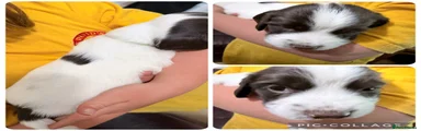 English Springer Spaniel Puppy 4