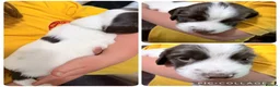 English Springer Spaniel dogs for sale: English springer spaniel pups, docked and KC reg - Advert 12