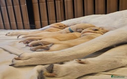 Labrador Retriever dogs for sale: Labrador Puppies for sale 24/10/25 onwards - Image 2