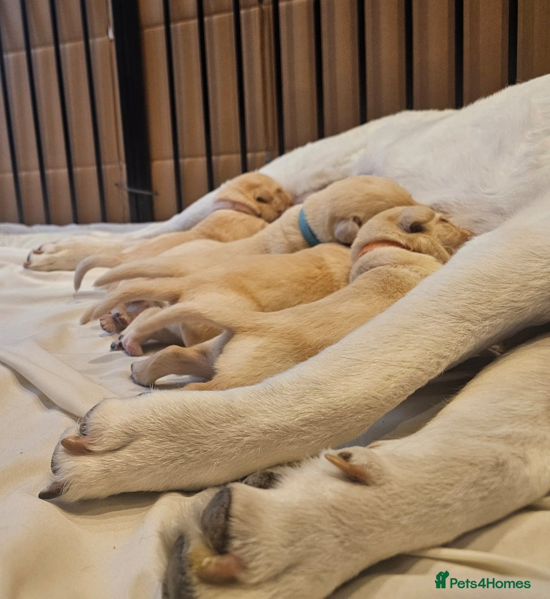 Labrador Retriever dogs for sale: Labrador Puppies for sale 24/10/25 onwards - Image 2