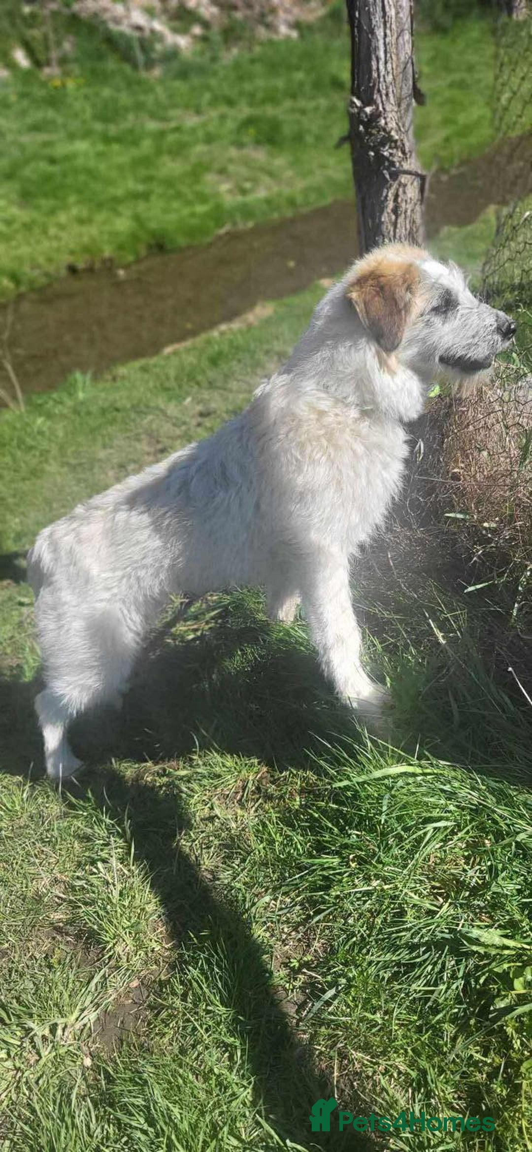 Lurcher dogs for adoption: KALLIE-friendly&playful girl/loves dogs/energetic - Advert 16