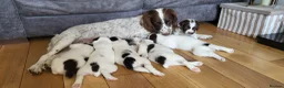 English Springer Spaniel dogs for sale: KC registered English Springer Spaniel puppies. in Skipton - Advert 2