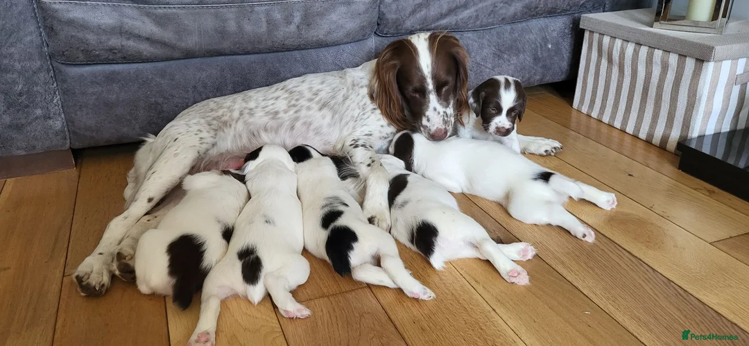 English Springer Spaniel dogs for sale: KC registered English Springer Spaniel puppies. in Skipton - Advert 2