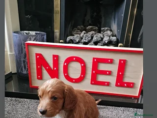 Cockapoo dogs Cockapoo puppies - Advert 18