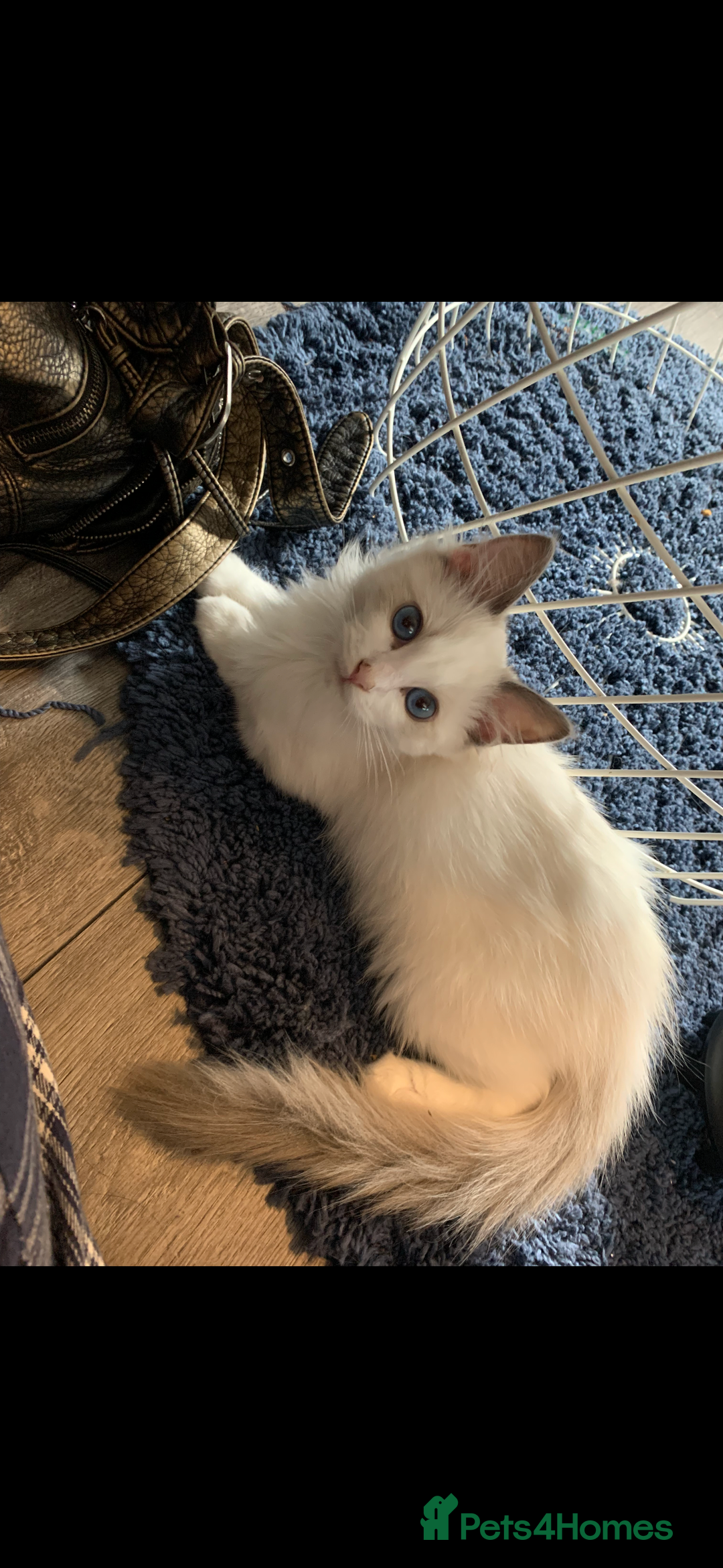 Ragdoll cats for sale: Kittens for sale - Image 4