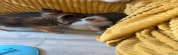 Ragdoll cats for sale: Beautiful kittens  - Advert 5