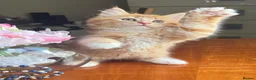 Mixed Breed cats for sale: Ginger Calico Tuxedo Kittens London-Richmond Sale - Advert 7