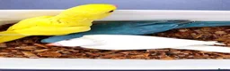 Parrots birds for sale: Super friendly Indian talking Ringneck parrot  - Advert 4