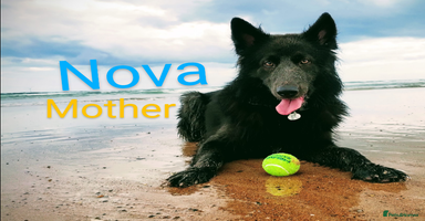 German Shepherd dogs - Advert 7