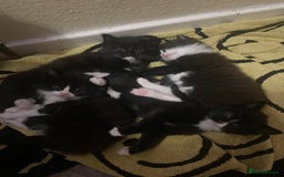 Mixed Breed cats for sale: Three long hair one short tuxedo kittens - Image 13