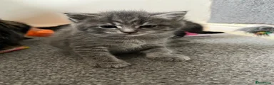 American Wirehair 2