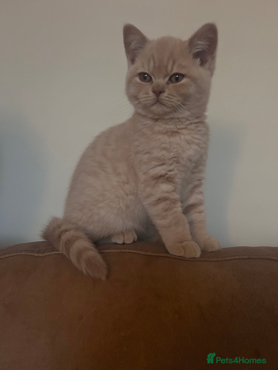 British Shorthair cats for sale: TICA Reg Cream BSH Boy - Advert 6