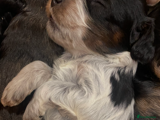 Cockapoo dogs - Advert 1