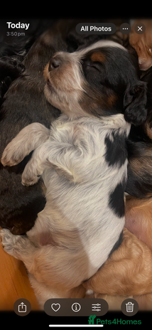 Cockapoo dogs - Advert 1