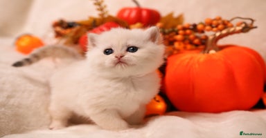 British Shorthair cats - Advert 9