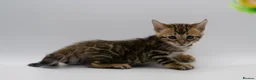 Bengal cats for sale: TICA Registered Brown & Snow Lynx Bengal Kittens - Advert 11
