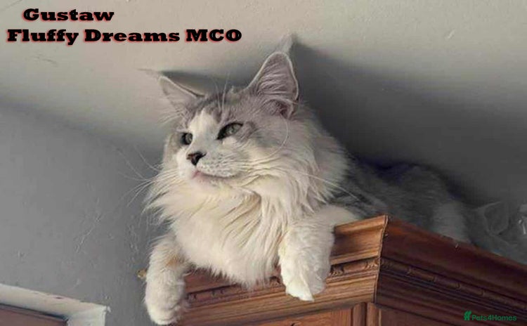 Maine Coon cats - Advert 2