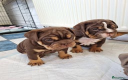 English Bulldog dogs for sale: English bulldog  - Image 1