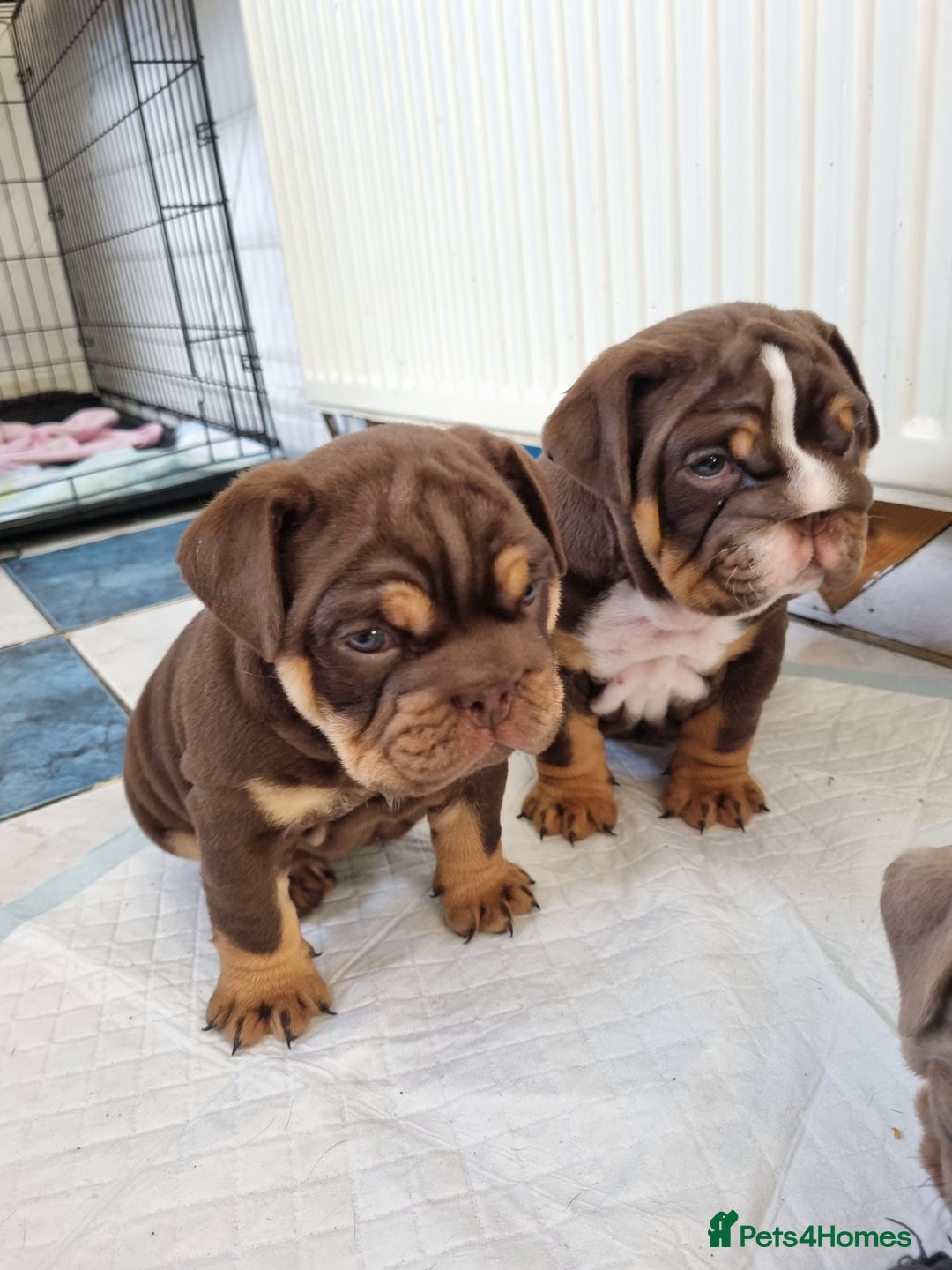 English Bulldog dogs for sale: English bulldog  - Image 1