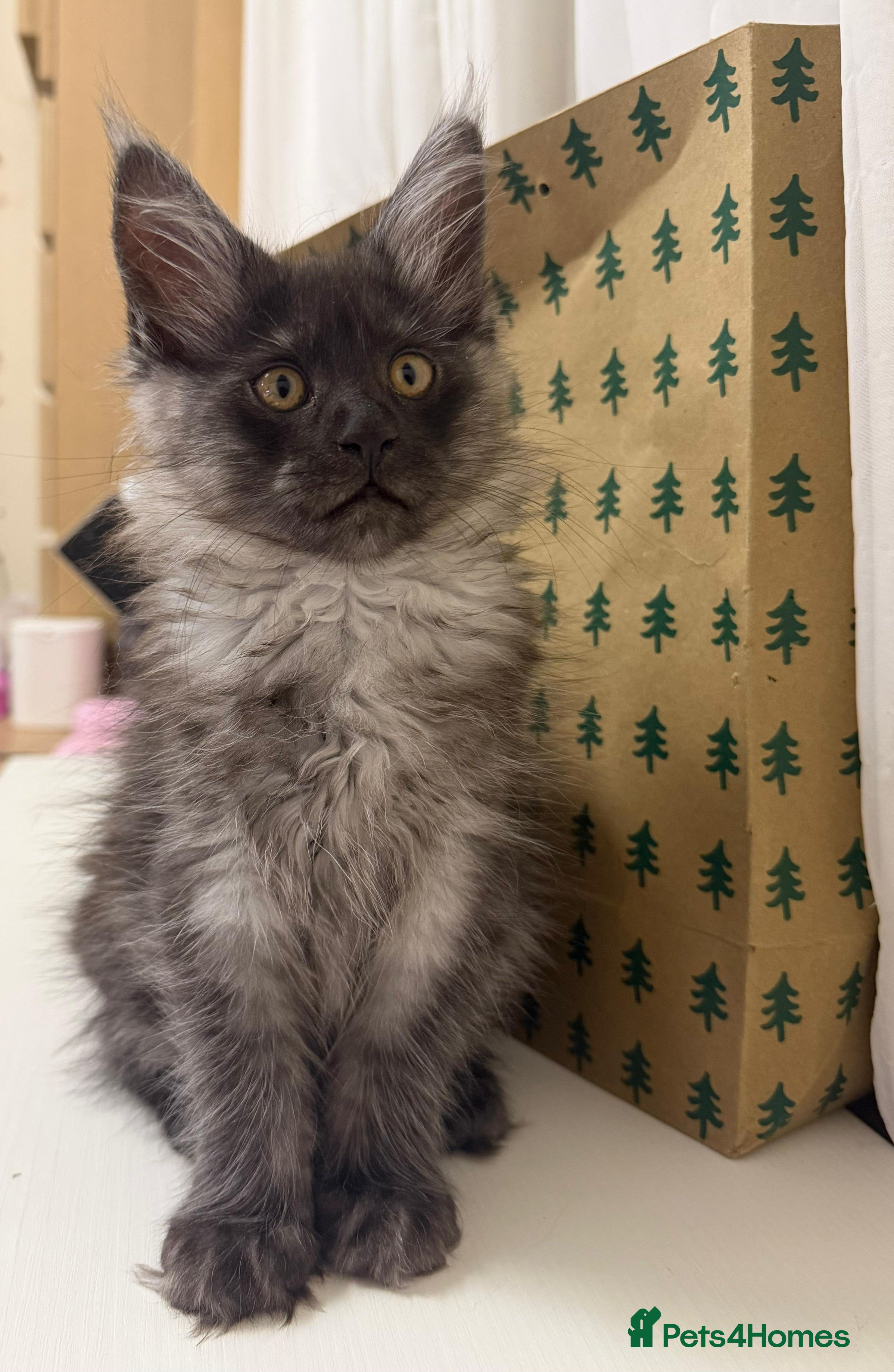 Maine Coon cats Pure Maine Coon kittens available  - Advert 14