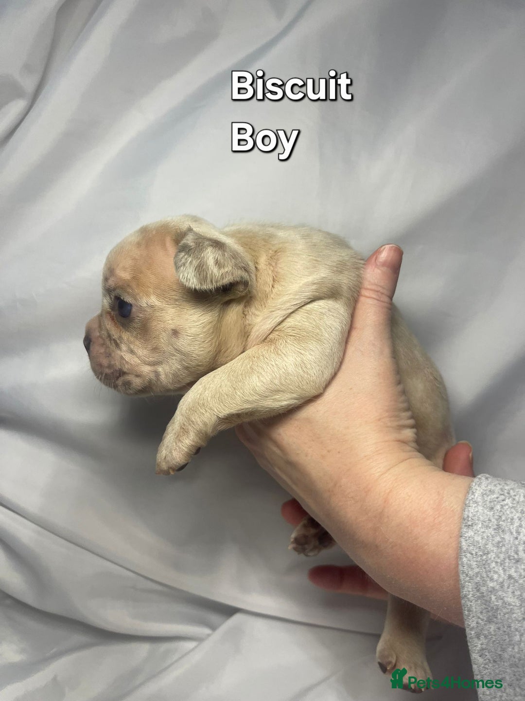 French Bulldog dogs for sale: Gorgeous litter of French Bulldog Pups  - Advert 13