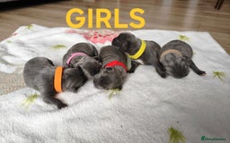 Staffordshire Bull Terrier dogs for sale: Blue Staffordshire Bull Terrier 🐶 Puppies 🐶 - Image 6