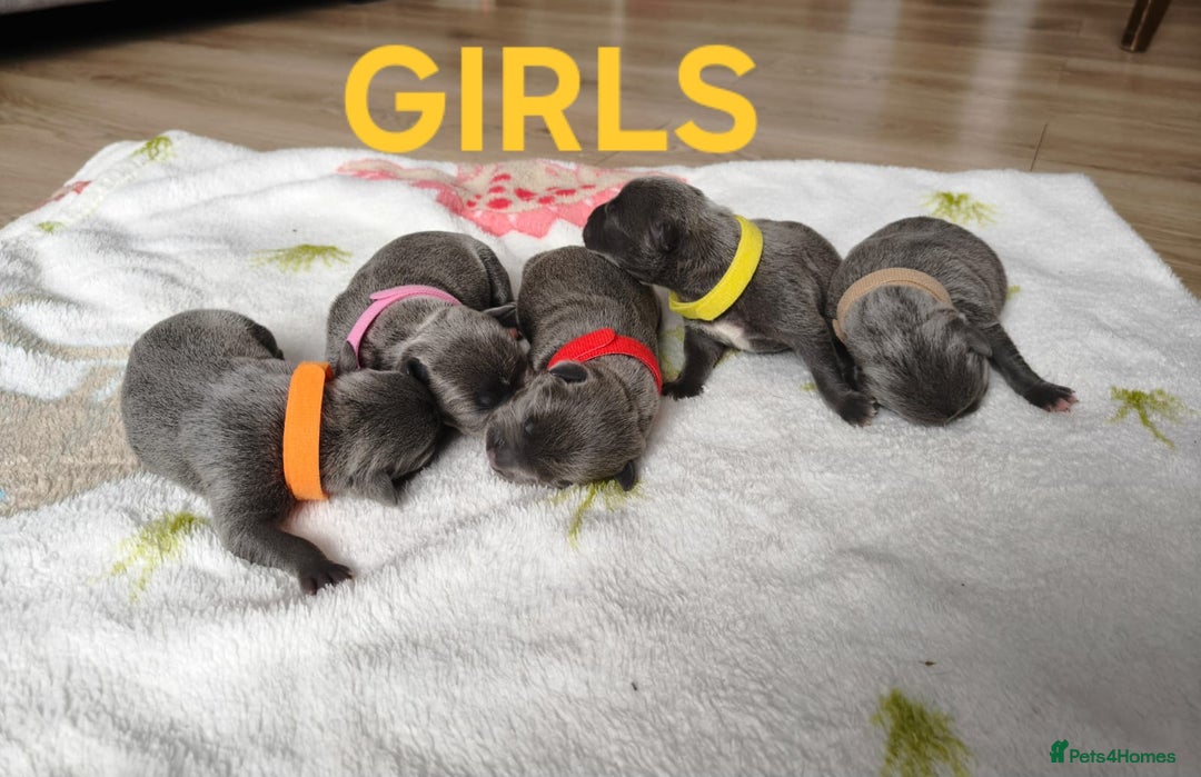 Staffordshire Bull Terrier dogs for sale: Blue Staffordshire Bull Terrier 🐶 Puppies 🐶 - Image 6