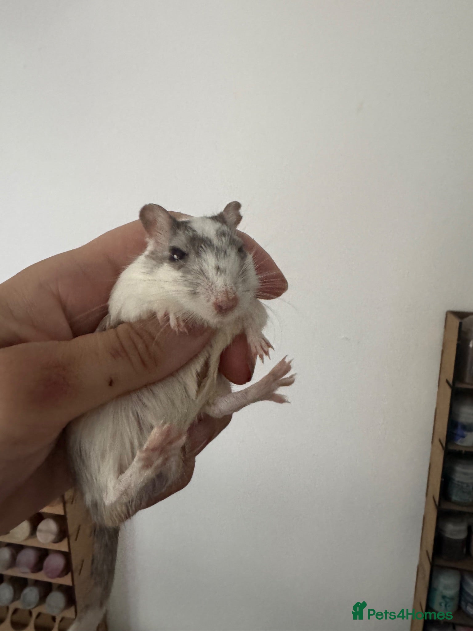 Gerbil rodents Gerbils and hamster - Advert 1
