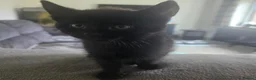 Mixed Breed cats for sale: 3 black male and 1 grey female kitten in Much Wenlock - Advert 2