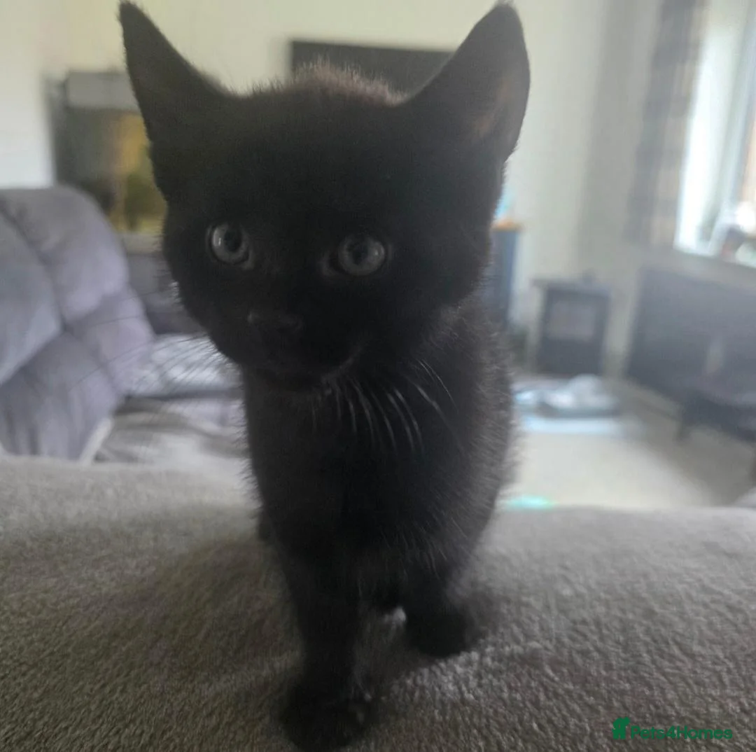 Mixed Breed cats for sale: 3 black male and 1 grey female kitten in Much Wenlock - Advert 2
